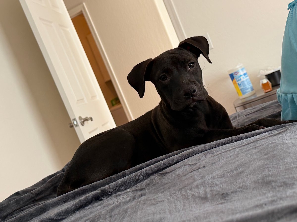 Our mischievous black Lab puppy lying on a bed