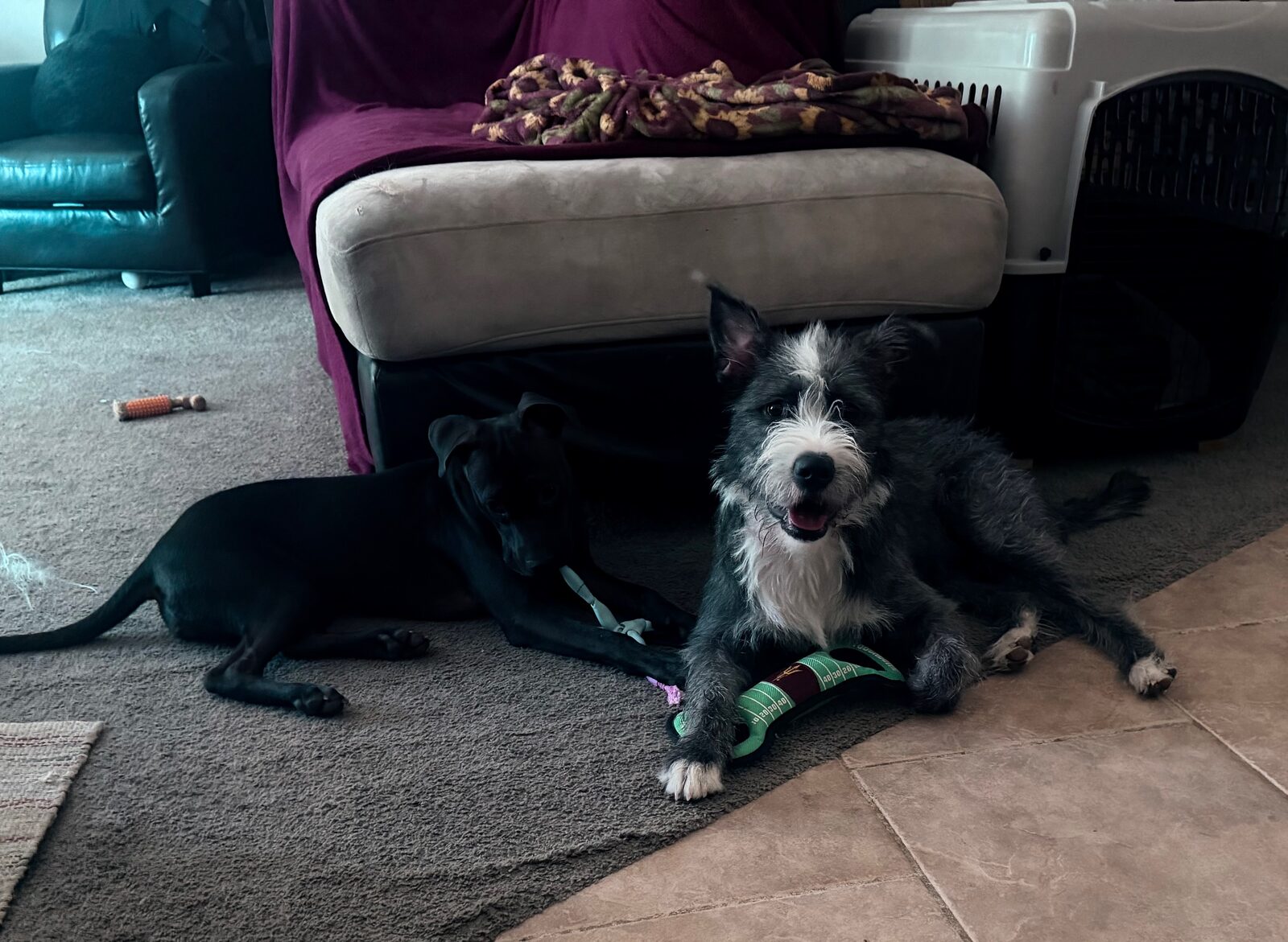 Belle the black Lab puppy and Daisy together with a football-shaped toy